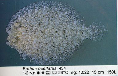 Bothus ocellatus